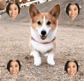 欧舒丹蜡菊紧致精华露,欧舒丹蜡菊赋颜精华露