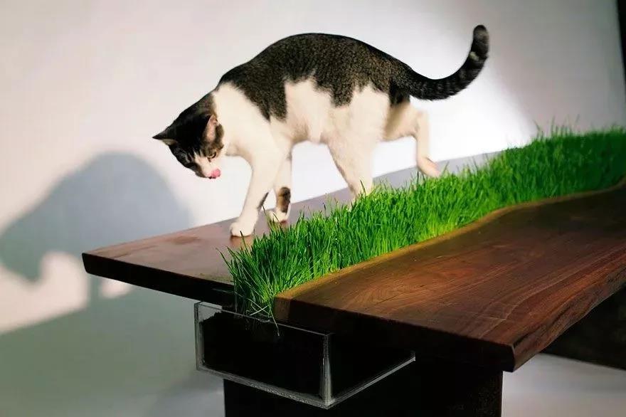 猫咪家庭不能养的植物,猫咪绝对不能碰的5种植物