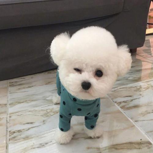 比熊不好训练,比熊不温顺怎么办