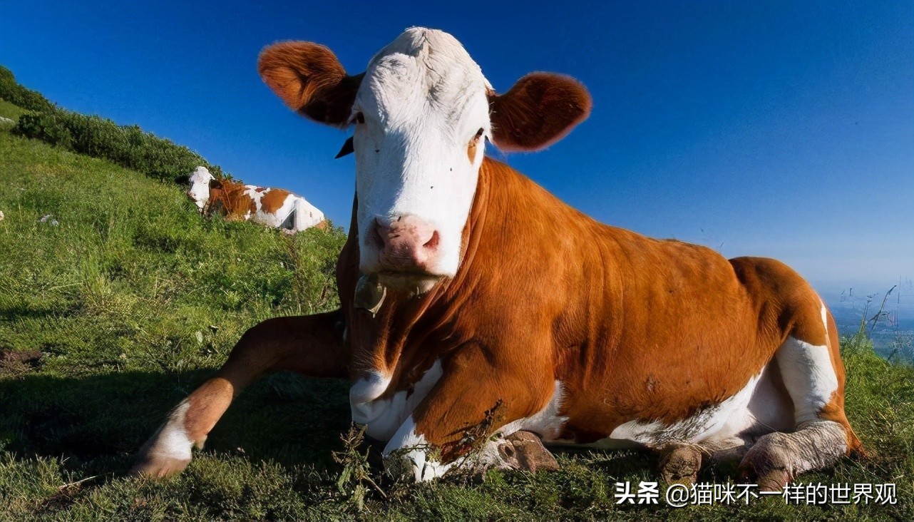 不断挑衅中国的澳大利亚，出口中国市场的牛肉被俄罗斯取代