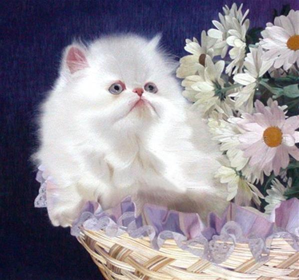 苏绣基础知识 (苏绣有什么讲究)