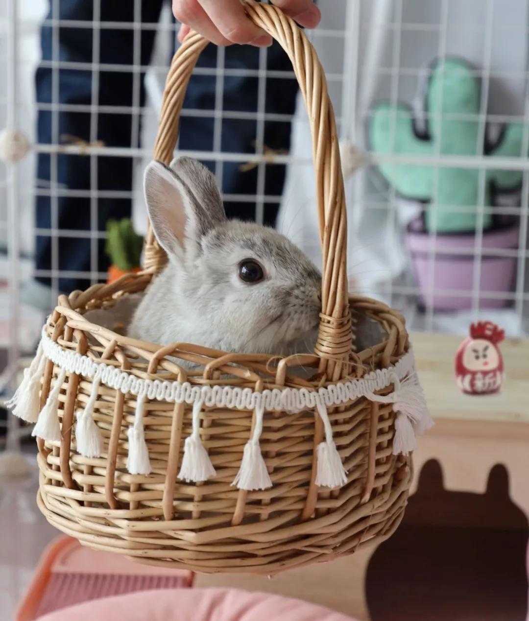 北京有没有撸猫的地方,福州撸兔兔的店