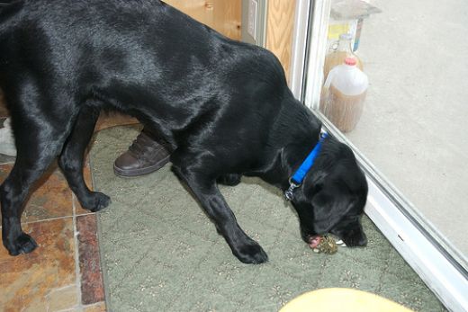 狗狗常见呕吐的七种原因,狗狗呕吐原因分析及应对方法