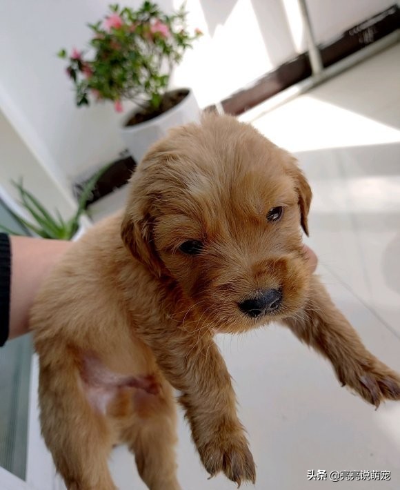 金毛每天都无精打采的怎么办,金毛在家无精打采的表现