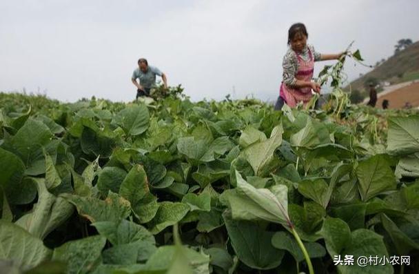 农村种植一亩红薯怎么能赚1万钱,农业种植致富项目红薯
