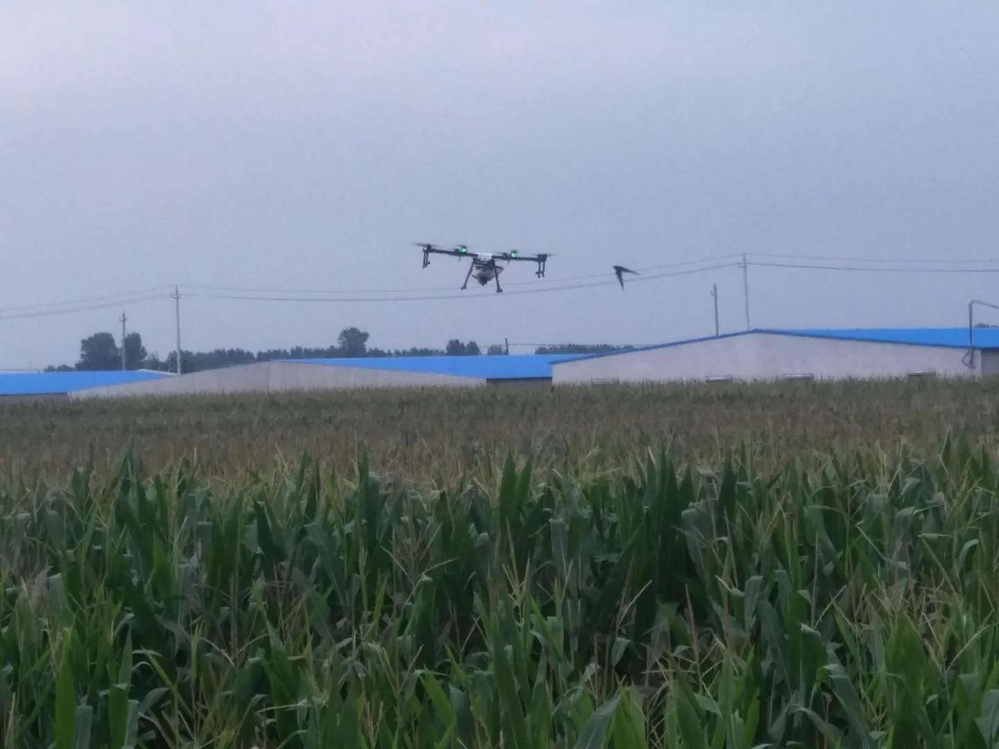 玉米锈病对来年玉米有影响吗,玉米锈病中后期还有治疗必要吗