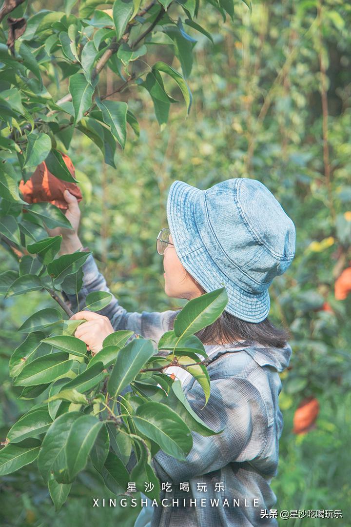 长沙小水果之乡,湖南长沙宝藏打卡地