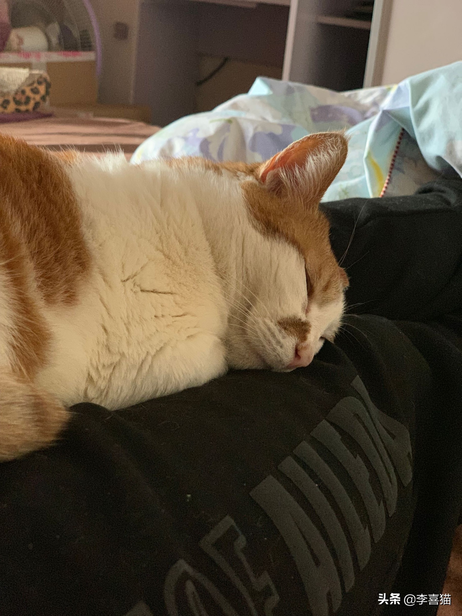 橘猫噬元兽,噬元兽为什么选择橘猫