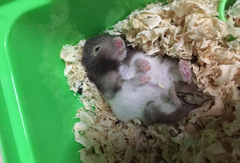 养仓鼠新手要注意的几个,养仓鼠要记住的几件事