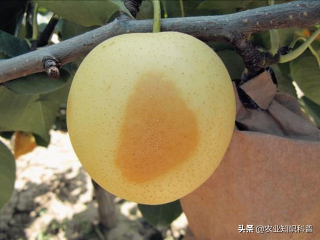 果实套袋的利与弊,果实套袋的好处