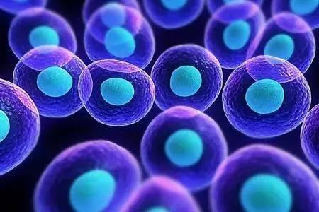 蛇到底是什么样的生物,和眼镜蛇差不多的蛇是什么