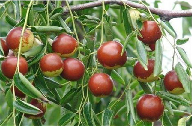 枣裂果及防治方法,红枣幼果期裂果怎么办