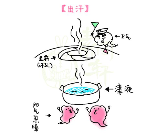 流汗出现汗臭跟肾有关吗,冷汗虚汗臭汗来自身体哪些脏腑