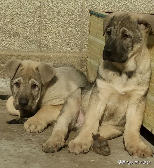狼青犬有什么优缺点,狼青犬优点和缺点