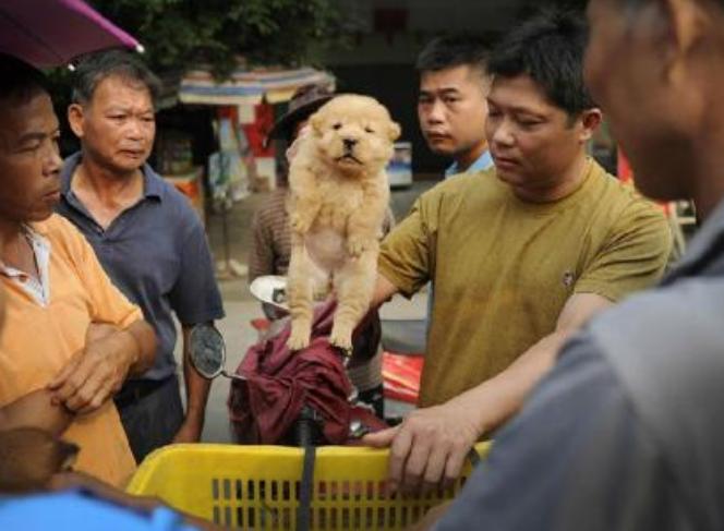 买小狗怎么避免挑到不好的狗,买狗怎么选才是好的狗呢