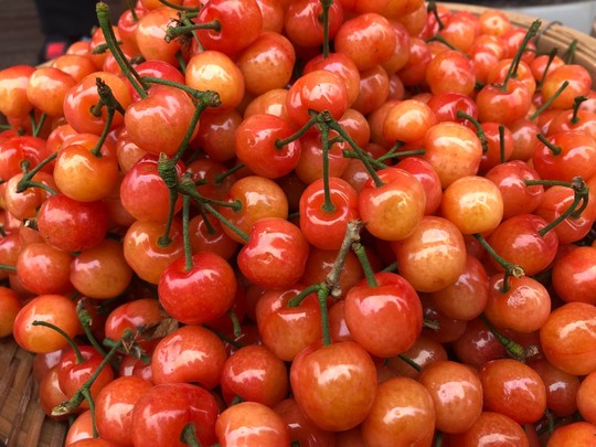 大溪谷樱桃节活动,大樱桃采摘火爆进行中