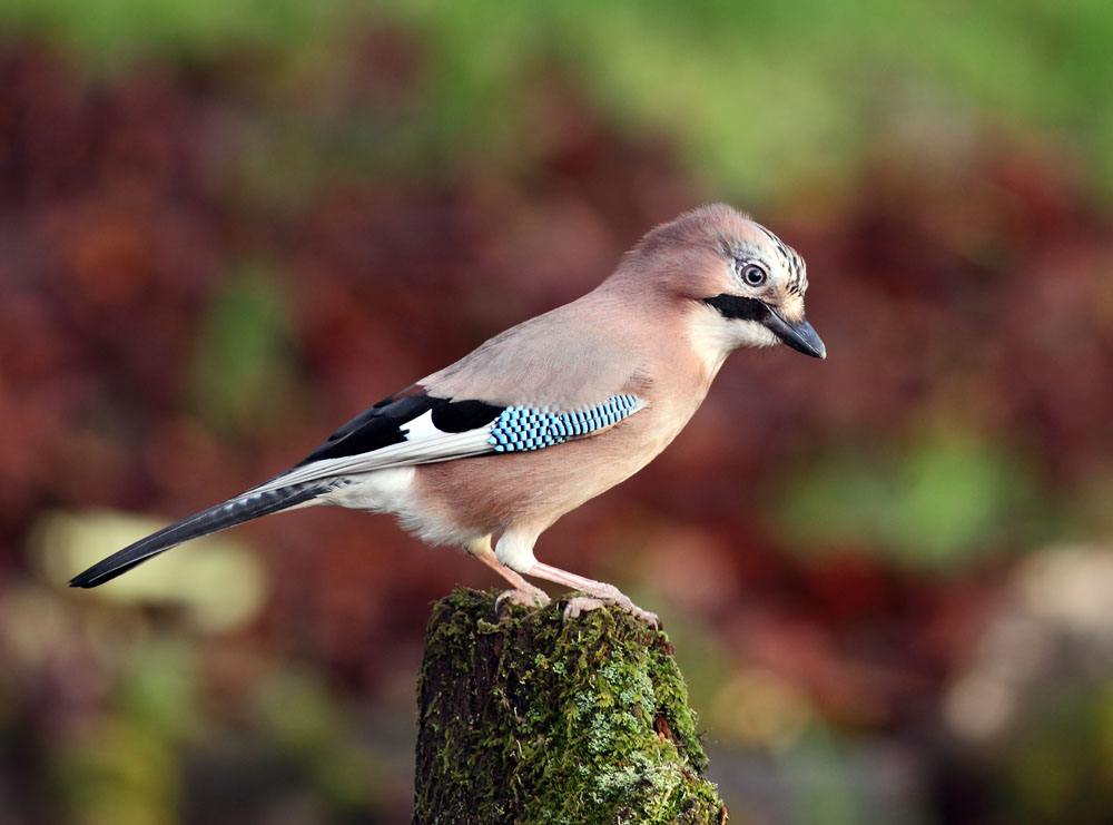 拼多多新手店铺,新手开拼多多店铺详细流程