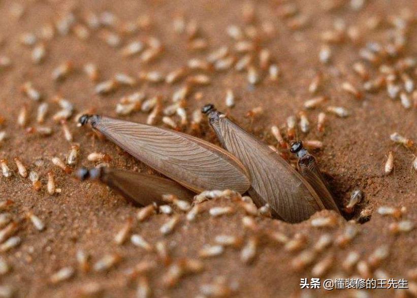 家里白蚂蚁怎么消灭用什么药,一楼有白蚂蚁怎么处理