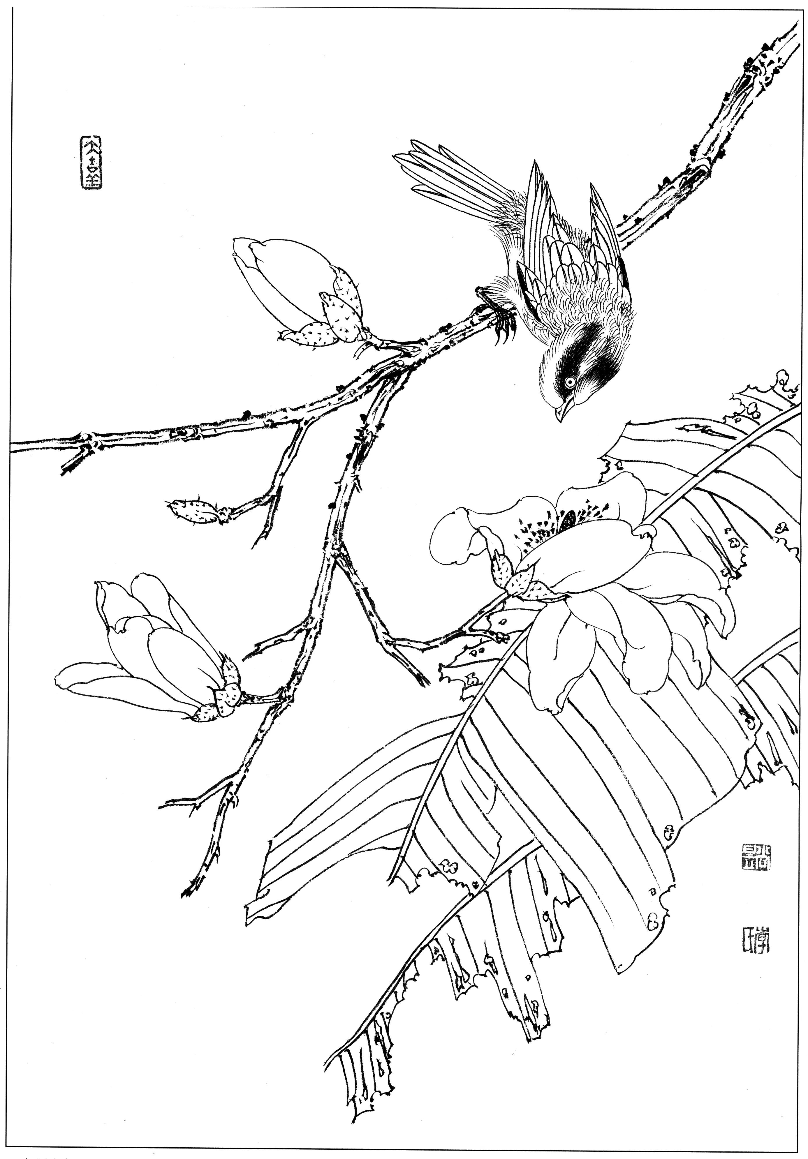 花鸟工笔四条屏白描高清大图,牡丹六尺横幅白描工笔花鸟底稿