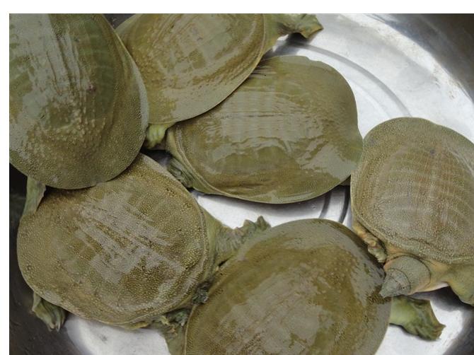 温室甲鱼和外塘甲鱼的口感,混养甲鱼跟温室甲鱼区别