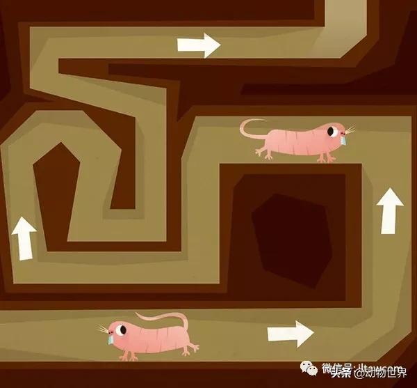 动物世界冷知识-乌贼进食首先要经过的脑部？