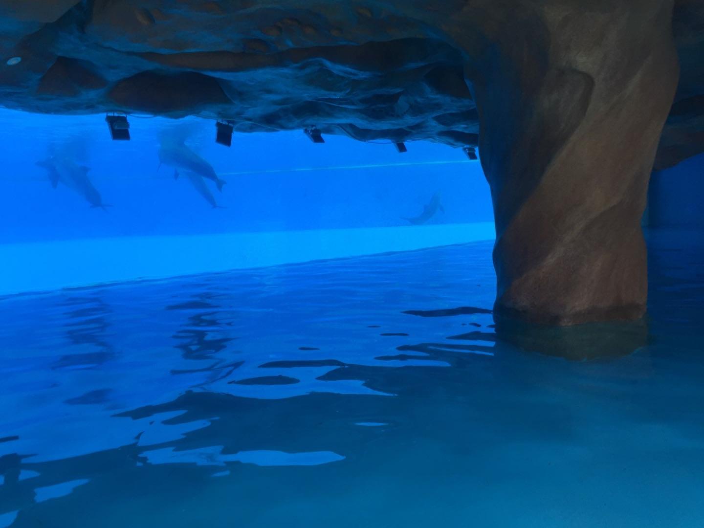 珠海长隆海洋王国附近美食,珠海长隆海洋王国官网预约