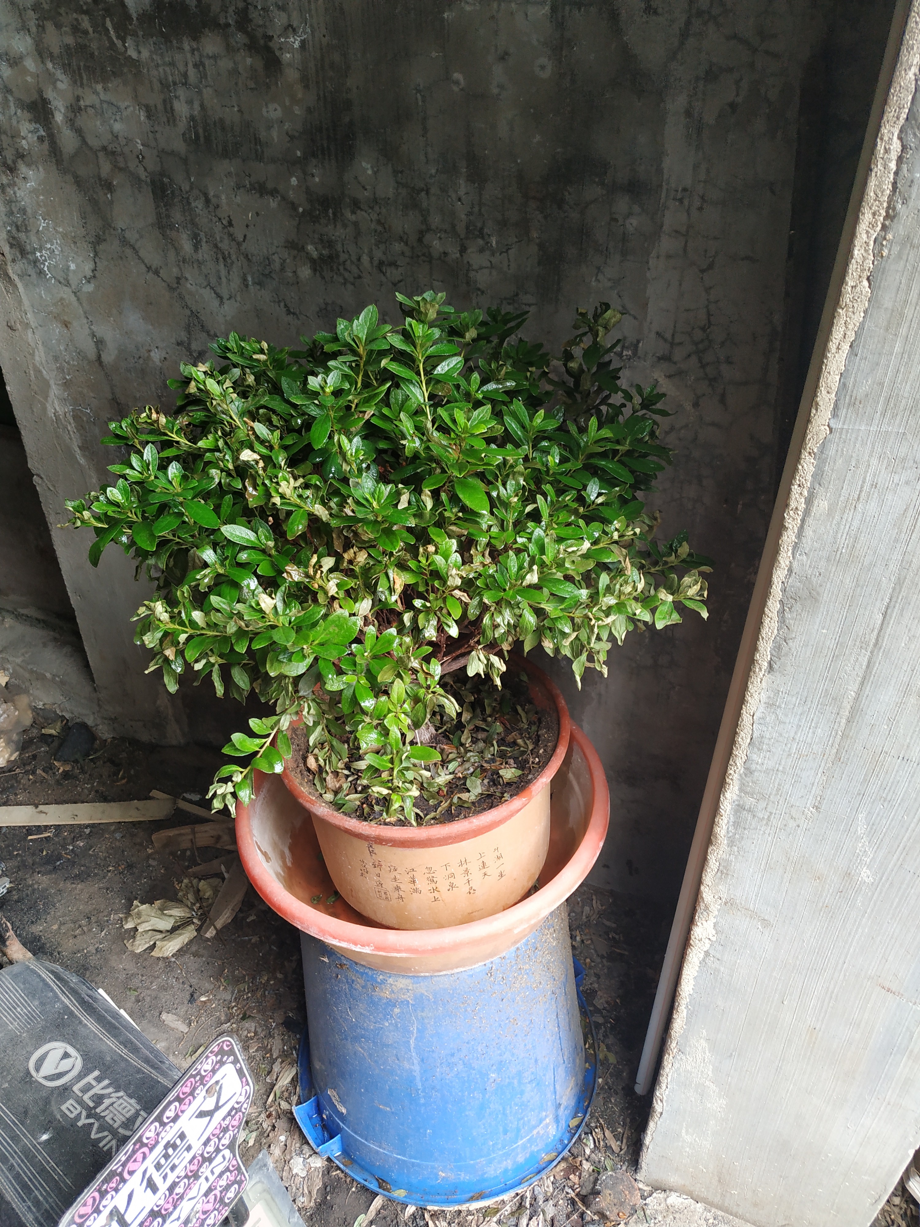 杜鹃花浇水多了叶子会变黑吗,杜鹃花浇水后根部腐烂