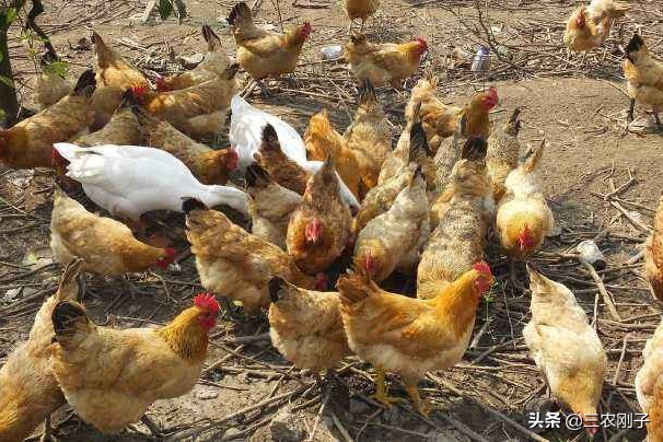 土鸡市场销售模式,养土鸡电商怎么卖