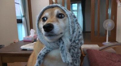 如何带小猫出国旅游,怎么带猫咪出国旅游最好