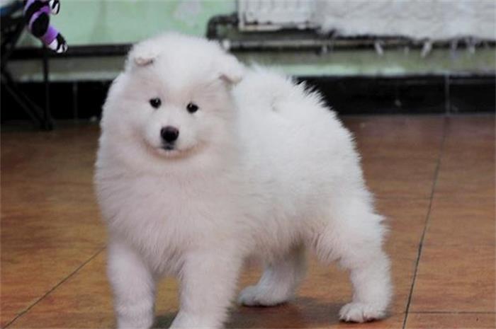 萨摩耶拆家,萨摩耶为什么这么会拆家