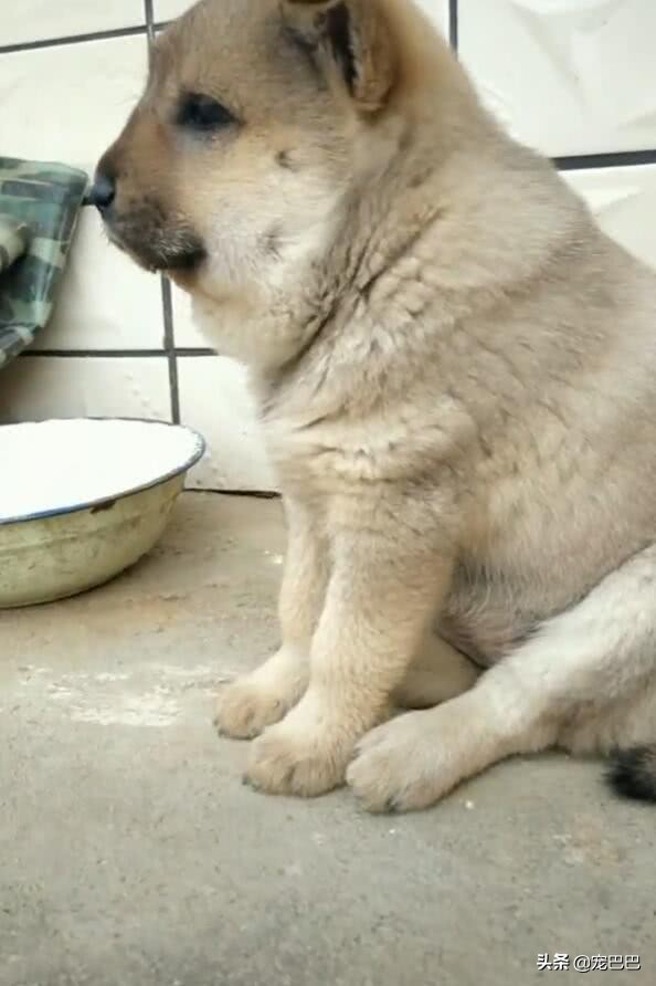 被马蜂蛰过的狗狗图片,狗狗被马蜂蛰原视频