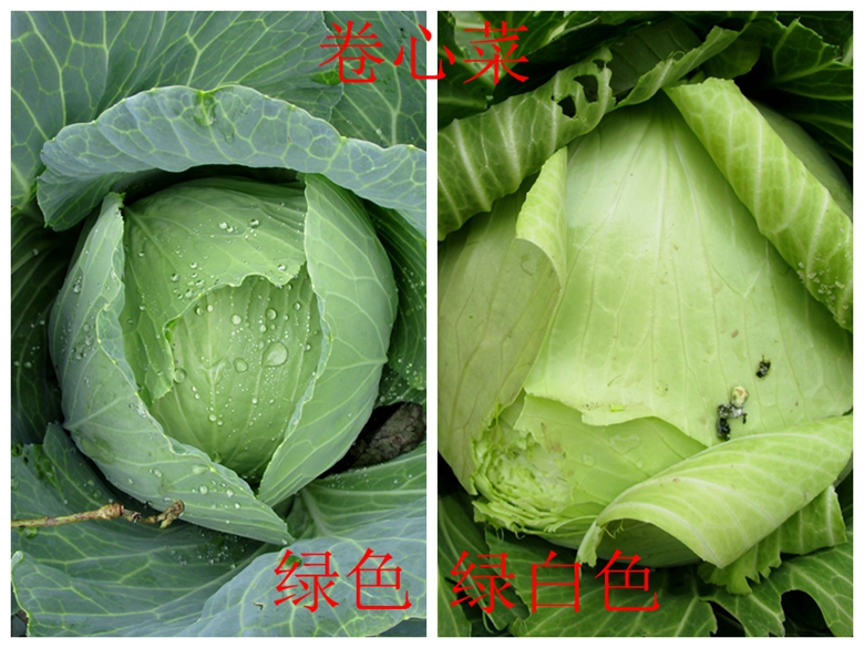 甘蓝蔬菜档案介绍,十种蔬菜卷心菜