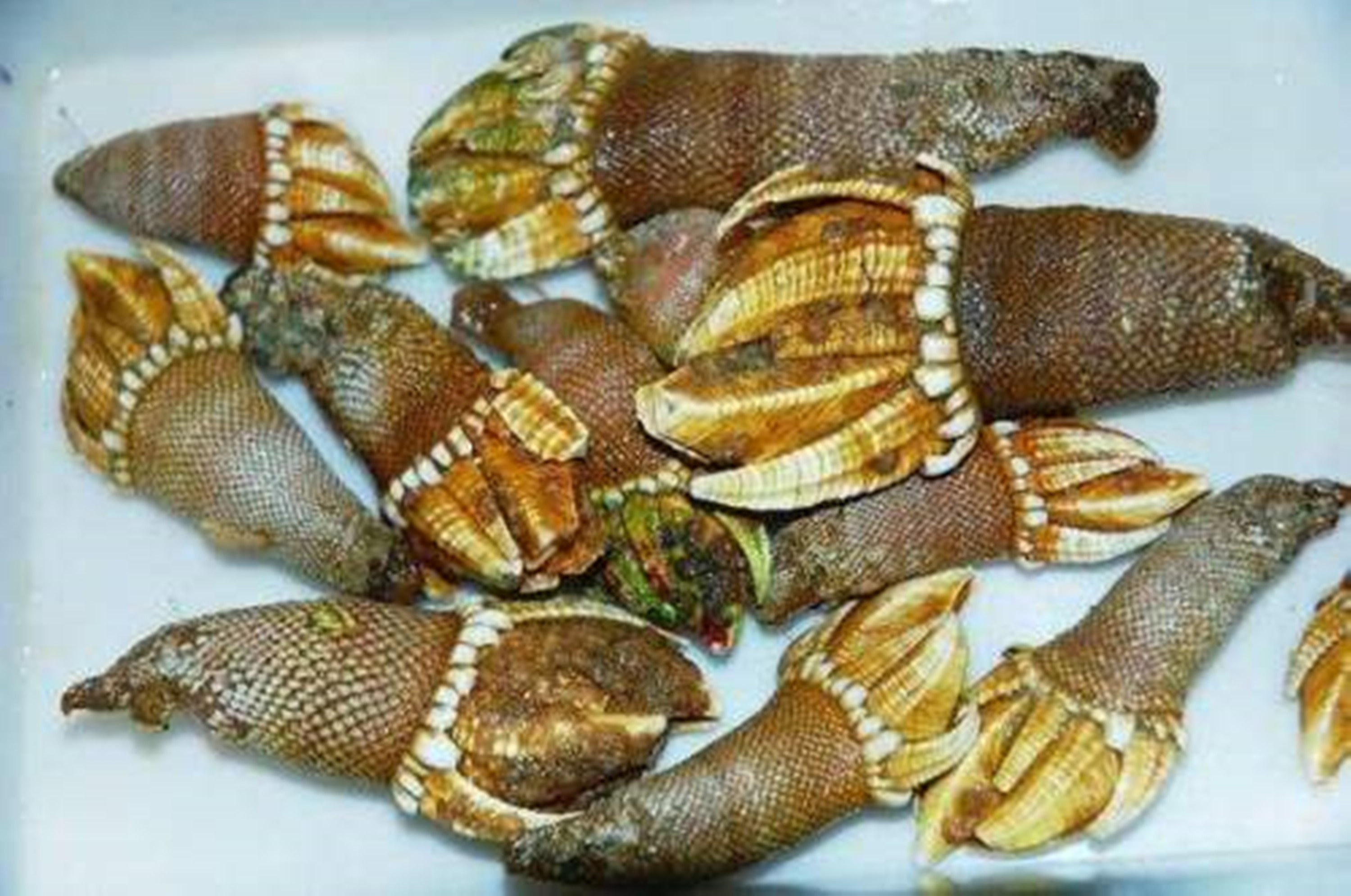 舟山品味海鲜,舟山人评象山海鲜