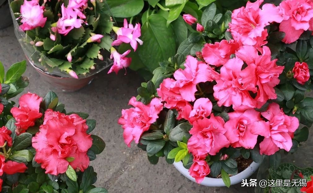 有味道的无锡老街回忆,老无锡的20条记忆