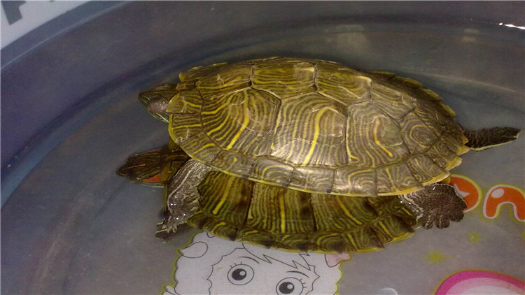 乌龟可以多久不进食,新买回来的乌龟不进食怎么办