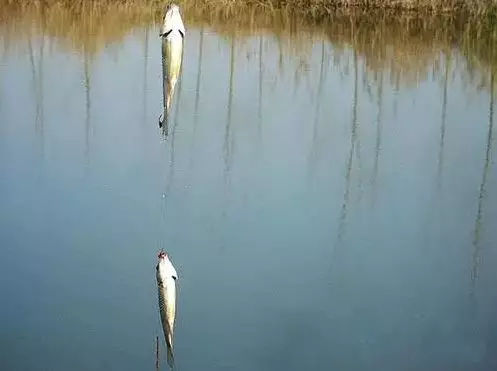 冬天筏竿串钩钓鲫鱼技术,冬天钓大板鲫用手竿好还是串钩好