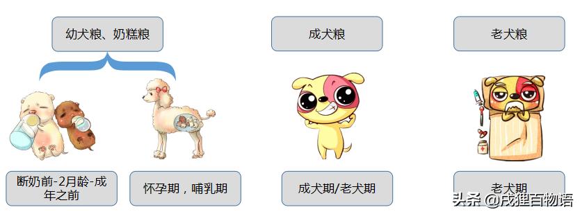 泰迪狗狗狗粮推荐,泰迪狗狗自制营养狗粮