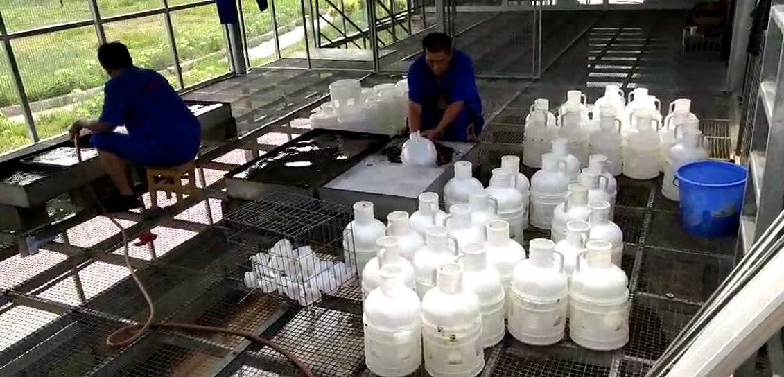 鸽子太凶了怎么训练,那些不知不觉就会深陷的养鸽误区