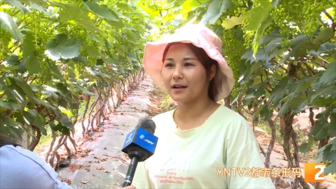 “去了两个月，差不多赚了3万块…”，揣着葡萄修剪技术，她们走南闯北、挣钱致富
