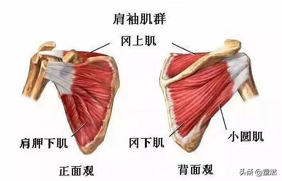 训练时肩膀弹响,训练时肩肘弹响严重