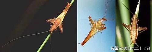 最强节肢动物排行榜,攻击力最强的十种节肢动物