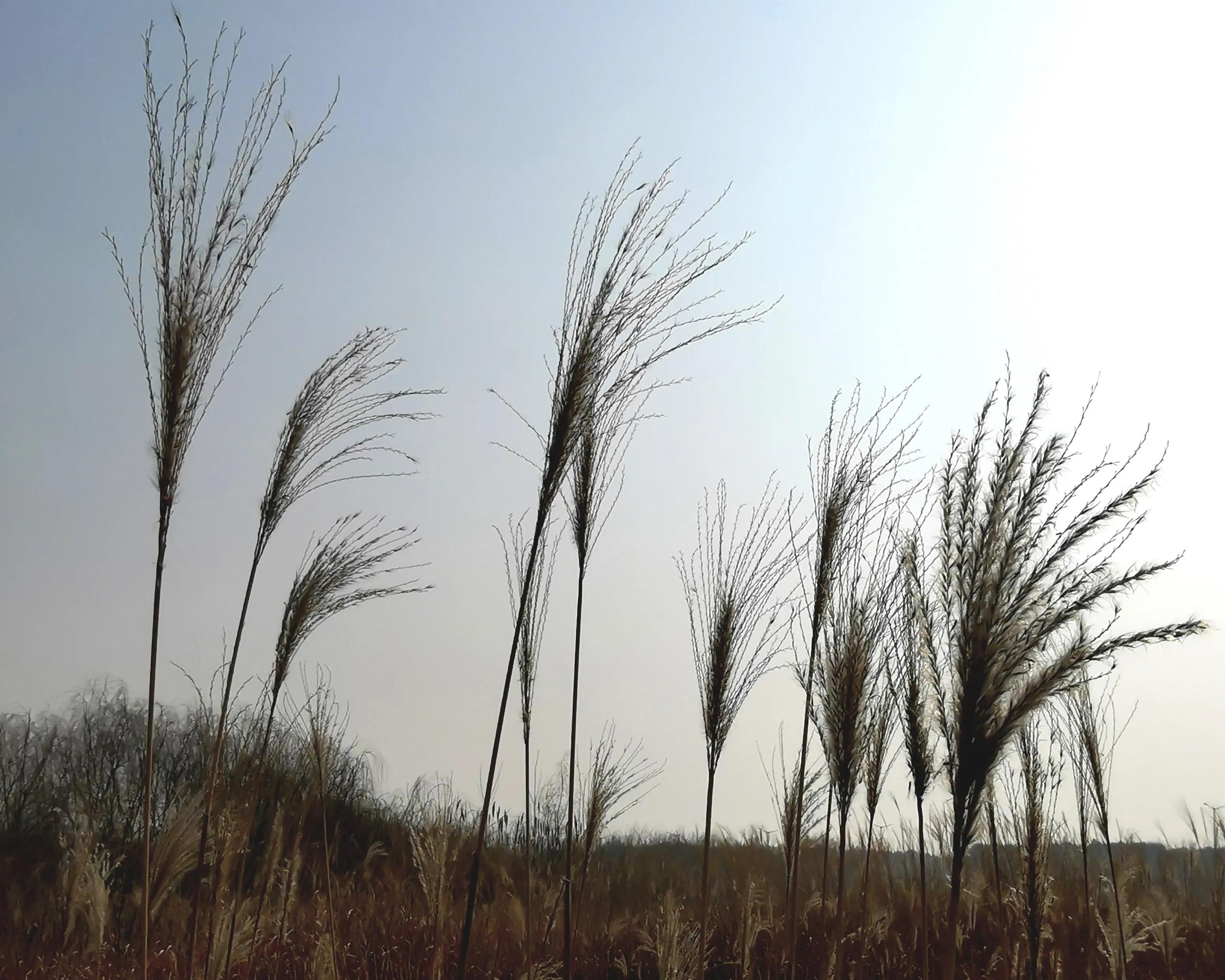 大年初一逛栎阳湖湿地公园，柳色遥看近吐绿，春归石川河！
