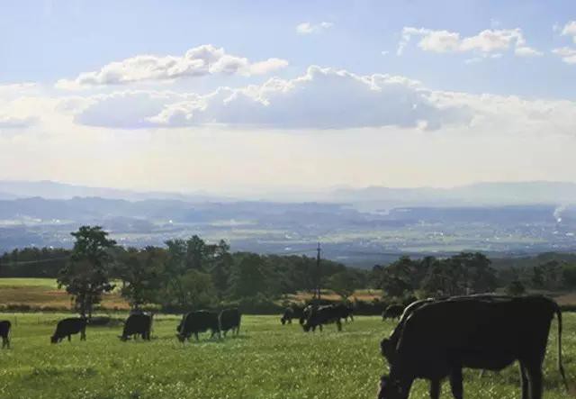 世界顶级牛肉是什么牛,世界最顶级的牛肉视频