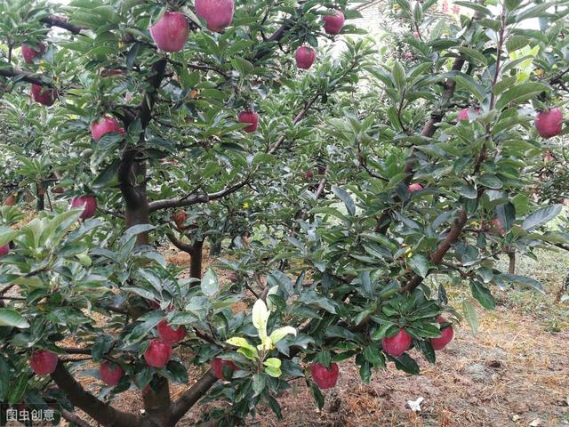 苹果病虫害防治方法,苹果的病虫害防治的参考文献