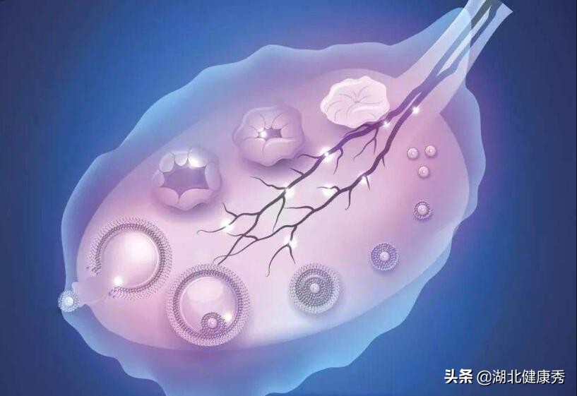 试管取完卵卵巢多久会恢复好,试管取完卵对卵巢有多大伤害