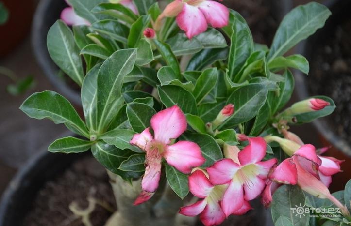 花卉冬季室内养殖,家庭花卉养殖方法和技巧图片