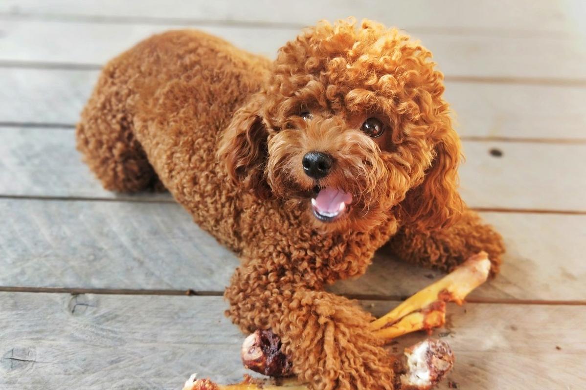 泰迪犬用什么护理毛,泰迪犬养护注意事项