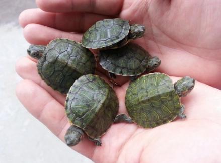 孵化龟蛋温度高会裂蛋吗,什么因素决定性别