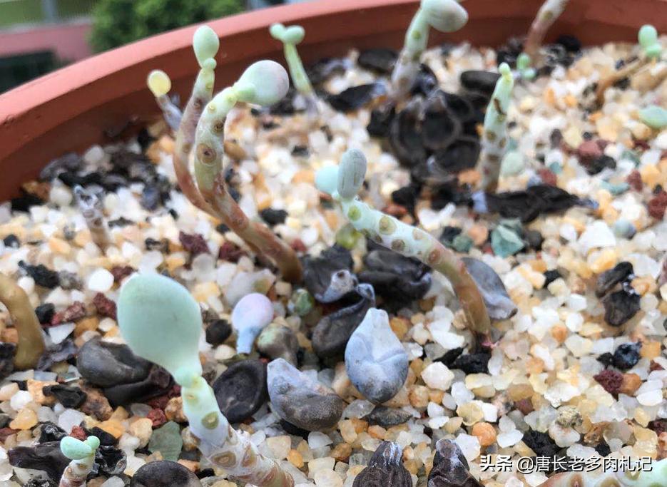 多肉桃蛋如何度夏,桃蛋多肉夏天可以暴晒吗