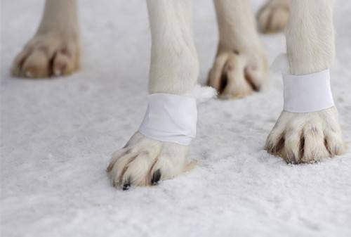 狗狗前腿有点瘸怎么回事,狗狗后腿瘸吃什么药